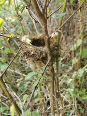 Obraz premium Small bird's nest in a tree