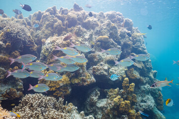 Fototapeta na wymiar 素晴らしいサンゴ礁の美しいノコギリダイ（フエフキダイ科）、アカヒメジ（ヒメジ科）の群れ他。沖縄県島尻郡座間味村阿嘉島のクシバルビーチにて。 2021年4月27日水中撮影。The Beautiful schools of Yellowspot emperor, Striped large-ye bream (Gnathodentex aureolineatus) and Yellowfin 