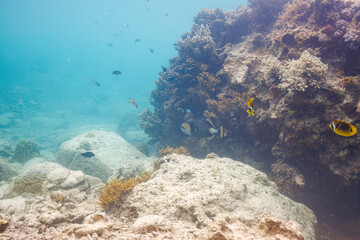 素晴らしいサンゴ礁の恐ろしいゴマモンガラ（モンガラカワハギ科）他。

沖縄県島尻郡座間味村阿嘉島のクシバルビーチにて。
2021年4月27日水中撮影。

Treacherous Titan triggerfish (Balistoides viridescens) and others in Wonderful coral reefs.

At Kusibaru Beach, Aka Island