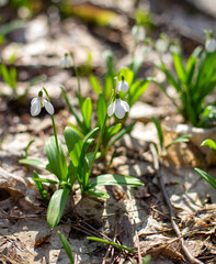 spring snowdrops on a sunny morning in the forest