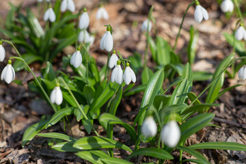 spring snowdrops on a sunny morning in the forest