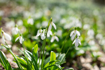 spring snowdrops on a sunny morning in the forest
