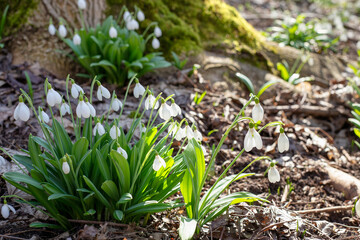 spring snowdrops on a sunny morning in the forest