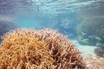 Fototapeta na wymiar 素晴らしいサンゴ礁に群れる、デバスズメダイ（スズメダイ科）他の群れの半水面撮影。沖縄県島尻郡座間味村阿嘉島のクシバルビーチにて。 2021年4月27日水中撮影。A semi-surface shot of a school of Blue green damselfish, Blue green chromis (Chromis viridis) and others, clustered
