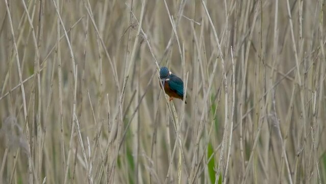Kingfisher Perched in a Reed Bed Fishing in Slow Motion