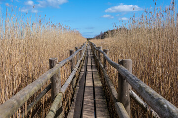 Latvian Serenity: Kanieris' Wooden Path Amidst the Reeds