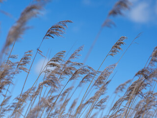 Latvian Skies: Reeds Dance under Azure Canopies