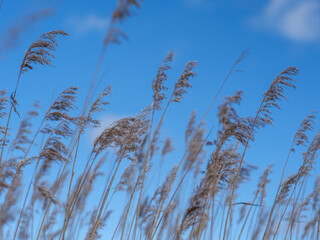 Obraz premium Baltic Breezes: Reeds Sway Beneath Blue Horizons
