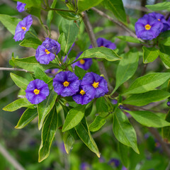 Nightshade Rantonetti flowers and buds with leaves