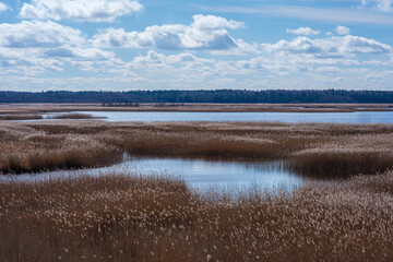 Latvian Wilderness: Navigating the Kanieris Reed Trail