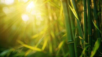 Close up of bamboo plant with sun in the background