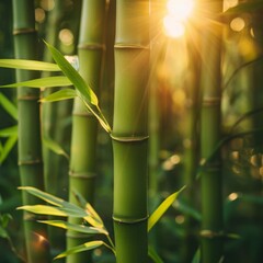 Sun shining through bamboo trees