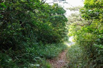 島中央の中岳にあるタキバル展望台の周囲の緑深いジャングル。
亜熱帯植物が繁茂する。

沖縄県島尻郡座間味村阿嘉島にて。
2021年4月27日水中撮影。


The deep green jungle surrounding the Takivaru Lookout on Nakadake in the center of the island.
Subtropical plants thrive 