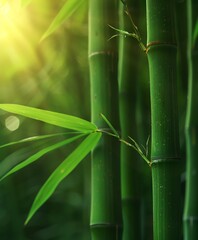Close up of bamboo plant with sun in background