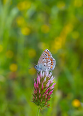 tiny butterfly with open wings blue, Blue Argus, Polyommatus anteros