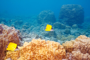 素晴らしいサンゴ礁の美しいフエヤッコダイ（チョウチョウウオ科）のペア。

沖縄県島尻郡座間味村阿嘉島の阿嘉ビーチにて。
2021年4月27日水中撮影。

The Beautiful Forceps fish, Yellow longnose butterflyfish　(Forcipiger flavissimus) and others in Wonderful coral reefs.

At