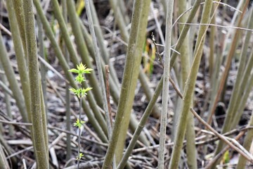 young grass in the morning