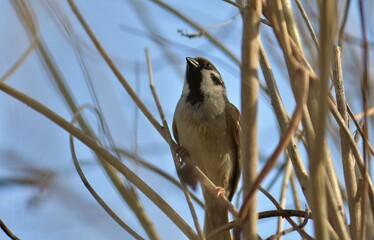 sparrow on branch in early spring