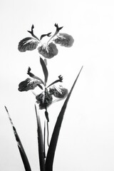 Lrisflower minimal art silhouette blossom.