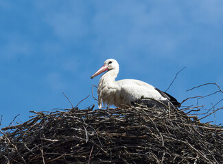Storch beim Nestbau
