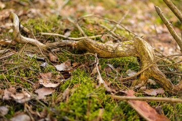 Curved Elegance: A Serpentine Branch in Nature's Embrace