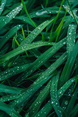 The textured surface of dew-covered grass blades, featuring sparkling droplets and lush greenery. Dewy grass textures offer a fresh and rejuvenating backdrop.