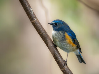 Naklejka premium 森の中で枝に留まっているルリビタキの雄