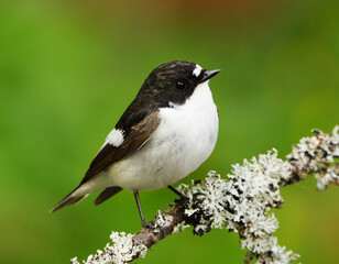 European pied flycatcher (Ficedula hypoleuca) male sitting on a branch in spring.	
