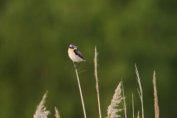 Whinchat (Saxicola rubetra) backlit sitting on top of the reeds in summer.	
