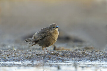 Starling (sturnus vulgaris) juvenile in the wetlands feeding in summer.	
