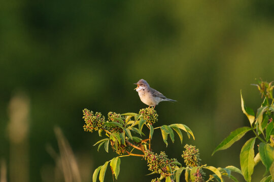 Common whitethroat or greater whitethroat (Curruca communis) singing on top of the bush in summer.	