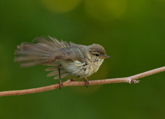 Willow warbler (Phylloscopus trochilus) shaking the water of it's feathers after bathing in summer.	
