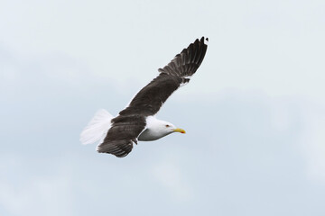 Lesser black-backed gull (Larus fuscus) flying in the sky in summer.