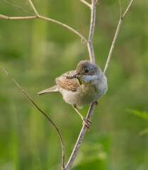 Common whitethroat or greater whitethroat (Curruca communis) perched with a caterpillar in it's beak in summer.	