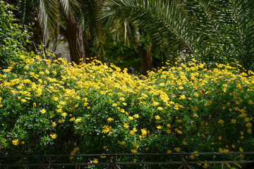 Garden with yellow flowers of the daisy or camomile type, Ciudad Real, Castilla-La Mancha, Spain