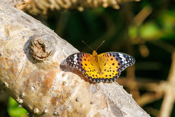 大きく美しいツマグロヒョウモン（タテハチョウ科）。
Beautiful Indian Fritillary butterfly (Argyreus hyperbius).
日本国沖縄県島尻郡慶良間諸島の阿嘉島にて。
2021年4月28日撮影。


At Aka Island, Kerama Islands, Shimajiri-gun, Okinawa, Japan.
Photographed o