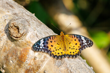 大きく美しいツマグロヒョウモン（タテハチョウ科）。
Beautiful Indian Fritillary butterfly (Argyreus hyperbius).
日本国沖縄県島尻郡慶良間諸島の阿嘉島にて。
2021年4月28日撮影。


At Aka Island, Kerama Islands, Shimajiri-gun, Okinawa, Japan.
Photographed o