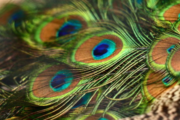 peacock feather close up