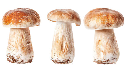 Fresh Cremini Mushroom Isolated on Transparent Background for Culinary Blogs and Healthy Food Articles