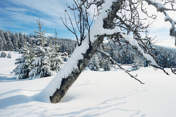 Image from Anfinnseter summer farms of the Totenaasen Hills, Norway, in wintertime.