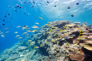 素晴らしいサンゴ礁の美しいノコギリダイ（フエフキダイ科）、アカヒメジ（ヒメジ科）、アマミスズメダイ（スズメダイ科）の群れ他。
圧倒的に大規模な素晴らしく美しいサンゴ礁。

沖縄県島尻郡座間味村阿嘉島の外地島沖にて。
2021年4月28日水中撮影。
The Beautiful schools of Yellowspot emperor, Striped large-ye bream (Gnathod