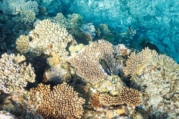 素晴らしいサンゴ礁の奇妙なモンガラカワハギ（モンガラカワハギ科）他。
Mysterious Clown triggerfish (Balistoides conspicillum) and others in Wonderful coral reefs.
圧倒的に大規模な素晴らしく美しいサンゴ礁。

沖縄県島尻郡座間味村阿嘉島の外地島沖にて。
2021年4月28日水中撮影。


By far t

