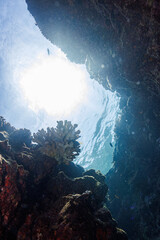 素晴らしいサンゴ礁にある水中洞窟。
頭上から日光の光線が差し込んで非常に美しい。
出口にはピンク色の美しい枝サンゴがあった。

沖縄県島尻郡座間味村阿嘉島の外地島沖にて。
2021年4月28日水中撮影。


An underwater cave on a wonderful coral reef.
Very beautiful with rays of sunlight overhead.
The