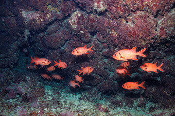 素晴らしいサンゴ礁にある水中洞窟にいたアカマツカサ（イットウダイ科）他の群れ。
頭上から日光の光線が差し込んで非常に美しい。
出口にはピンク色の美しい枝サンゴがあった。

沖縄県島尻郡座間味村阿嘉島の外地島沖にて。
2021年4月28日水中撮影。


A school of Blotcheye soldierfish (Myripristis berndti) and others in an u