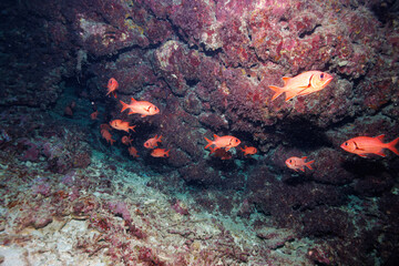 Fototapeta na wymiar 素晴らしいサンゴ礁にある水中洞窟にいたアカマツカサ（イットウダイ科）他の群れ。 頭上から日光の光線が差し込んで非常に美しい。 出口にはピンク色の美しい枝サンゴがあった。沖縄県島尻郡座間味村阿嘉島の外地島沖にて。 2021年4月28日水中撮影。A school of Blotcheye soldierfish (Myripristis berndti) and others in an u