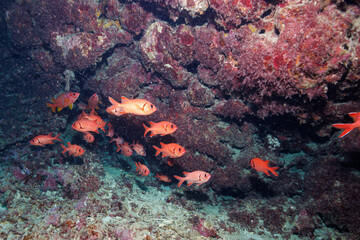 Fototapeta na wymiar 素晴らしいサンゴ礁の水中洞窟の美しいアカマツカサ、ニジエビス（イットウダイ科）他の群れ。 圧倒的に大規模な素晴らしく美しいサンゴ礁。沖縄県島尻郡座間味村阿嘉島の外地島沖にて。 2021年4月28日水中撮影。 The Beautiful schools of Blotcheye soldierfish (Myripristis berndti) and Crown squirrelfish (S