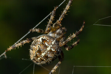 Spider Araneus diadematus with a cross on its back on a web against a tree background