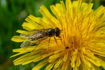 Marmalade Hoverfly Episyrphus balteatus distinctive orange black pattern, resting on yellow flower, green background