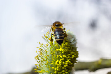 bee collects pollen on a yellow spring flower. willow branch with yellow spring flowers. delicate willow flowers in spring. Active work of bees to collect pollen. lot of pollen and nectar. close-up