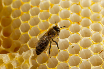 Beautiful honeycomb with bees close-up. A swarm of bees crawls through the combs collecting honey. Beekeeping, wholesome food for health